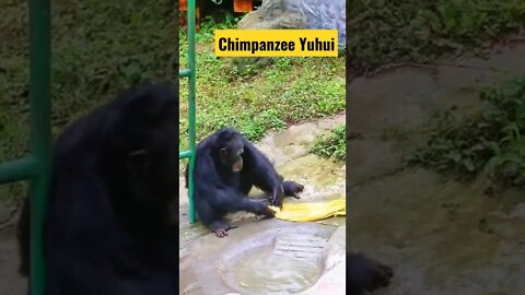 Chimpanzee Yuhui can read, do laundry, and work diligently #shorts #chimpanzee #short