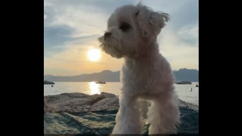 MALTESE PUPPY + SEA = LOVE <3