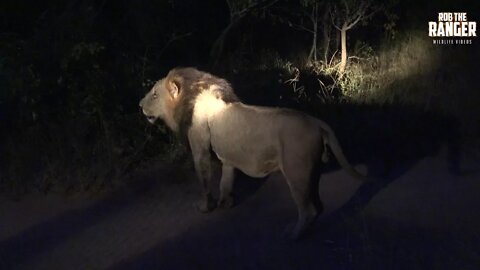 Powerful African Lion Roaring At Night