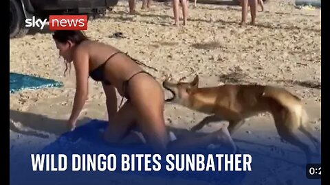 Australia: Dingo bites sunbathing tourist in Queensland