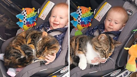 Cat Tries To Hitch A Ride With Baby In Car Seat