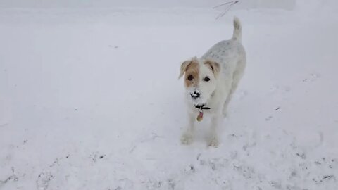 Ski commute to office with Sierra Jack Russell Terrier