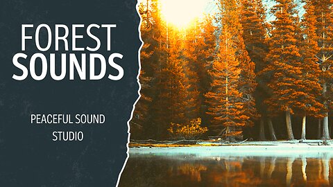 Enchanted Forest Ambience Morning With Wood Creaking Sound | Bird Singing Owl Sound | Nature 3 Hours