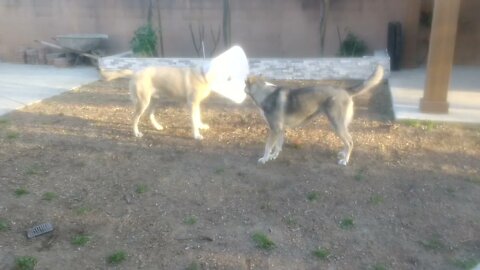 Caucasian Shepherds - Ovcharka 1 year old