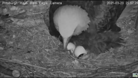 Hays Eagles H14 Hatches! 2021 03 23 21:57