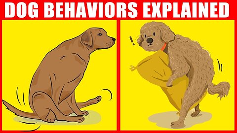 The Meaning Behind 21 Strangest Dog Behaviors |