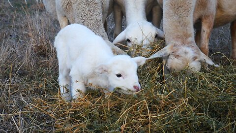 Sheep feeding in the winter