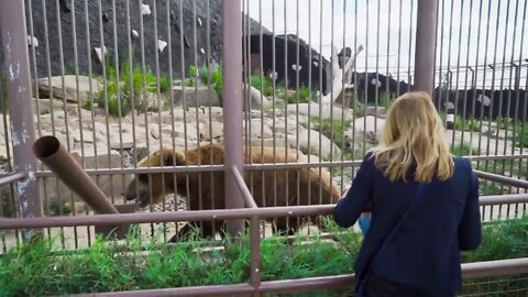 Mother and son are near cage with bears at the zoo