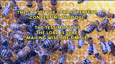 "The Law of the Lord is Perfect" - PSALM 19:7-11 Praise Song