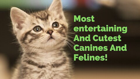 Most entertaining And Cutest Canines And Felines Amusing Pet Creatures' Life