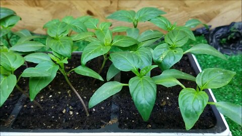 Feb 23: Shed Seedlings!