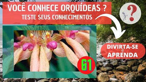 61 - VOCÊ CONHECE ORQUIDEAS ? QUAL O NOME DESSA ORQUIDEA?DIVIRTA-SE IDENTIFICANDO ESSA ORQUÍDEA