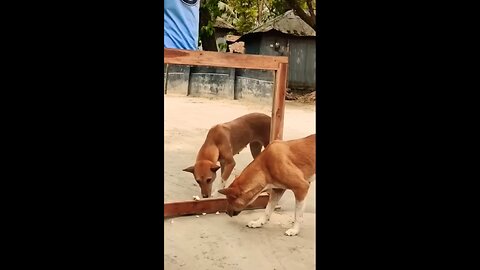 Mirror prank on dog🐶