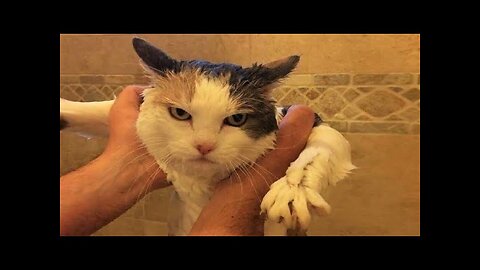 Funny animals - Funny cats / dogs - Funny animal videos / Best videos of November 2022 #7