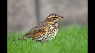 Turdus iliacus Enjoy ringtone