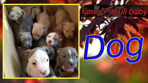 Funny Pitbull | baby dogs | #pets #funny #Entertainment #fun