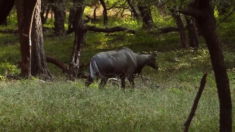 Nilgai or blue bull is the largest Asian antelope and is endemic to the Indian subcontinent. The sol