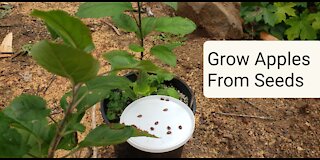 How to Grow Apple Trees from Seeds Easy and Free prepper garden