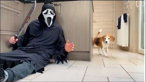 Dogs vs Ghostface Scream PRANK : Funny Beagle Dog Reactions