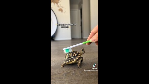 CUTE TORTOISE