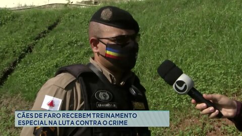 Cães de faro recebem treinamento especial na luta contra o crime