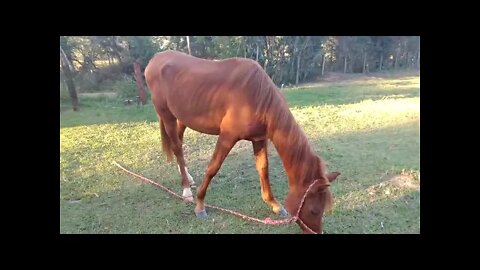 Potro Árabe - Haras e Confinamento Profeta - Porangaba- SP