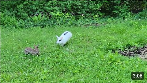 Pet rabbit meets wild rabbit for the first time