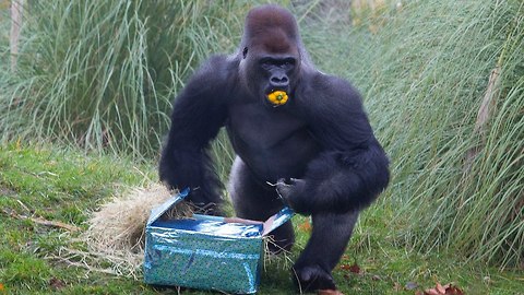 Silverback Gorilla Celebrates Birthday At London Zoo