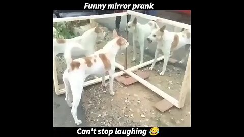 funny mirror prank with dog