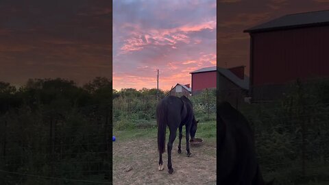 The sunsets here never cease to amaze me 🤩 #shorts #farmlife #sunset #horses