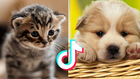 Cute Pet Memes I Found on Tiktok