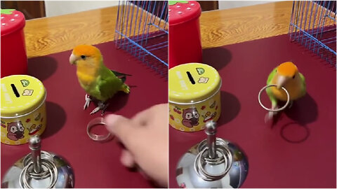 🤔Smart parrot #meme video #intelligent #short