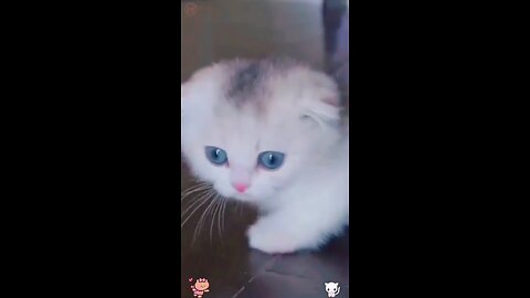 funny videos 🐈