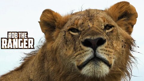 Young Lions Watch Hyenas Finish Their Buffalo Meal | Maasai Mara Safari | Zebra Plains