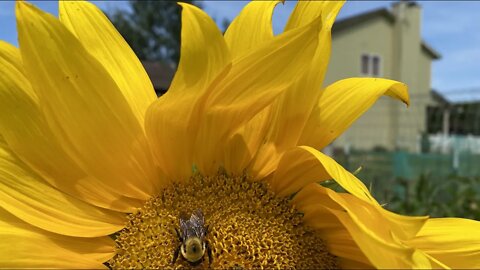 How to Process Sunflower Seeds: Harvest, Brine, and Roast