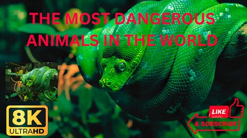 The most dangerous animals in the world || #viral #trendingvideo !! #animalsvideo