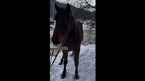 😳 ¿Y CÓMO SON LOS CABALLOS EN ALASKA?