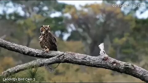 Mom Out Hunting on Another Pine Tree 🦉 3/15 /22 19:03