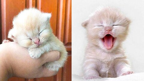 Baby Cats: A Collection of Cute and Funny Cat Videos