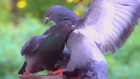 Pigeon Takeover of the Original Sparrow Feeding Site is Now Complete