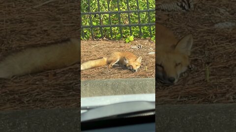 The lazy, blonde FOX didn’t jump over anything