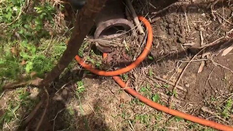 How to Stop Honey Locust From Spreading