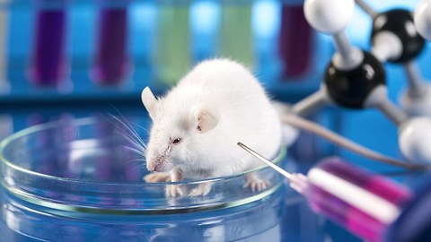 10 Horrific Animal Experiments