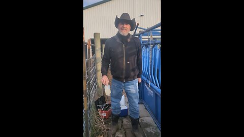 Banding Steers