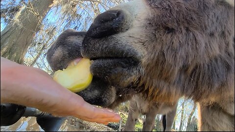 Kayaking to feed donkeys