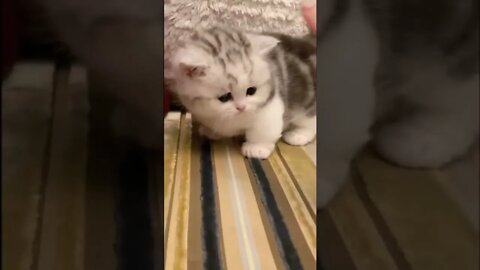 FUNNY CUTE KITTEN - Tiktok Compiled #Shorts