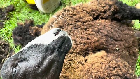 I shear away fly strike from a relaxed ewe lamb, she almost falls asleep