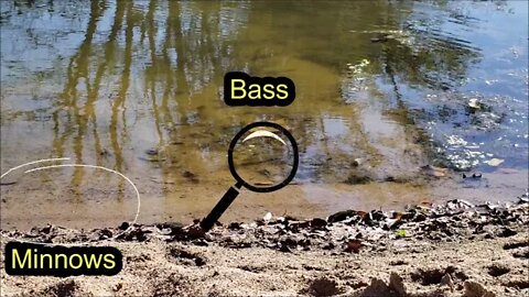 Bass patiently waiting for minnow.... And then...