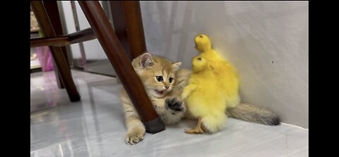 Cute kitten invites ducklings to play together!