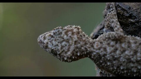 Gecko in rain wet weather of rainforest